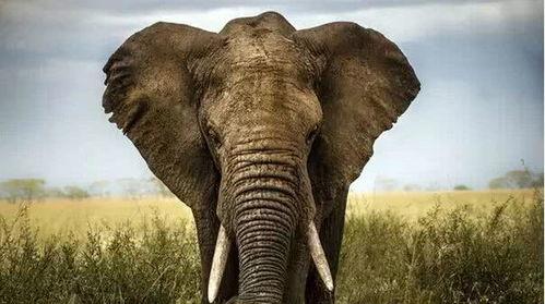 国产大象老人视频吧 第2张 国产大象老人视频吧 第2张