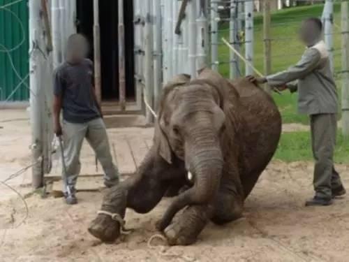 国产大象老人视频吧 第3张 国产大象老人视频吧 第3张