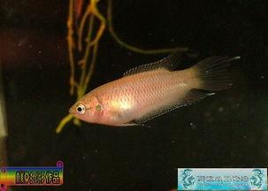 中国产鱼最新视频,最新视频展现丰收景象