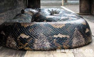 进口与国产大蟒蛇对比视频,形态、习性与市场价值揭秘 第2张 进口与国产大蟒蛇对比视频,形态、习性与市场价值揭秘 第2张