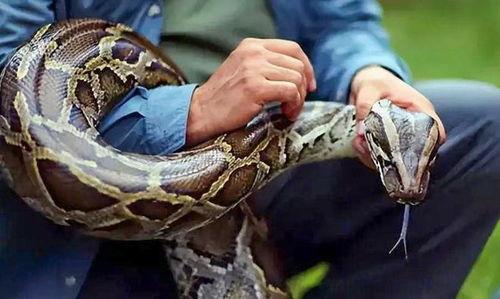 进口与国产大蟒蛇对比视频,形态、习性与市场价值揭秘 第3张 进口与国产大蟒蛇对比视频,形态、习性与市场价值揭秘 第3张